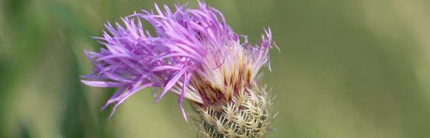 Cactus Flower