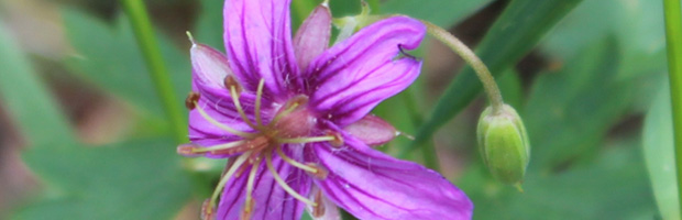 Purple Flower